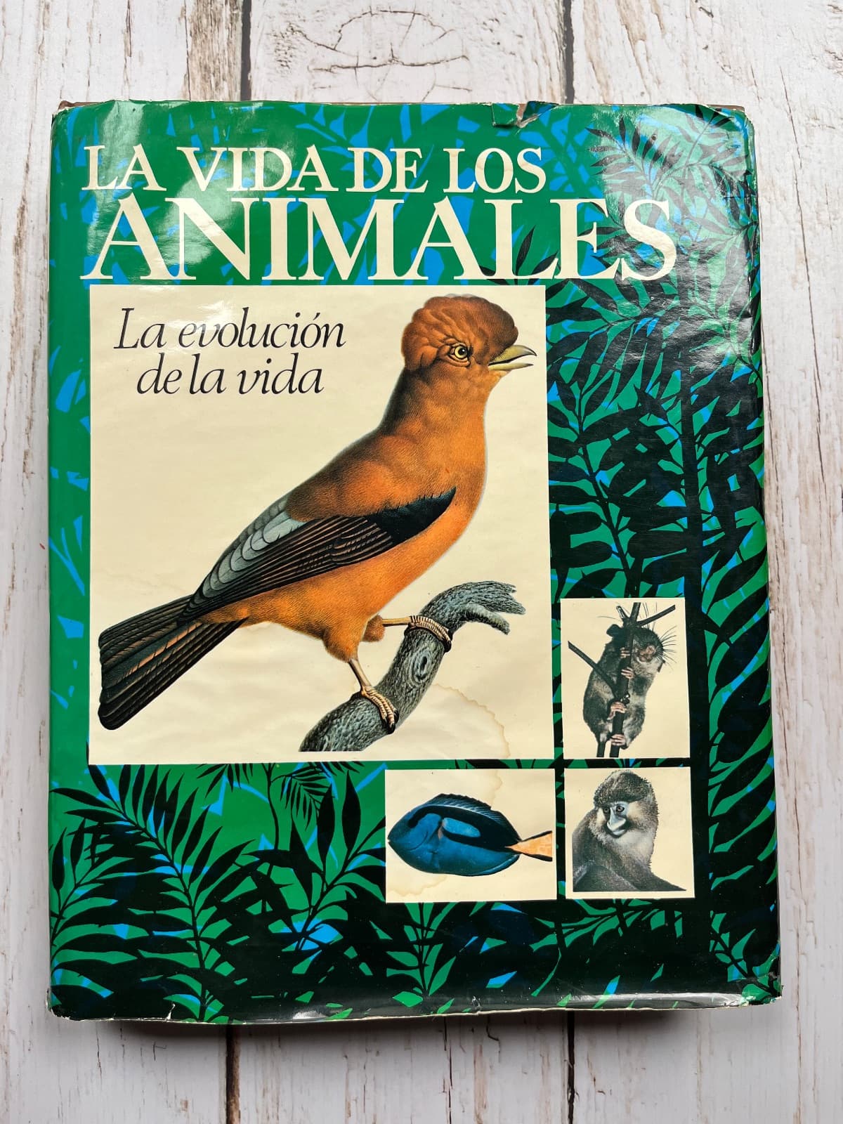 LA VIDA DE LOS ANIMALES: LA EVOLUCIÓN DE LA VIDA — Pierre-Paul Grassé, libro usado (foto 1 de 6)