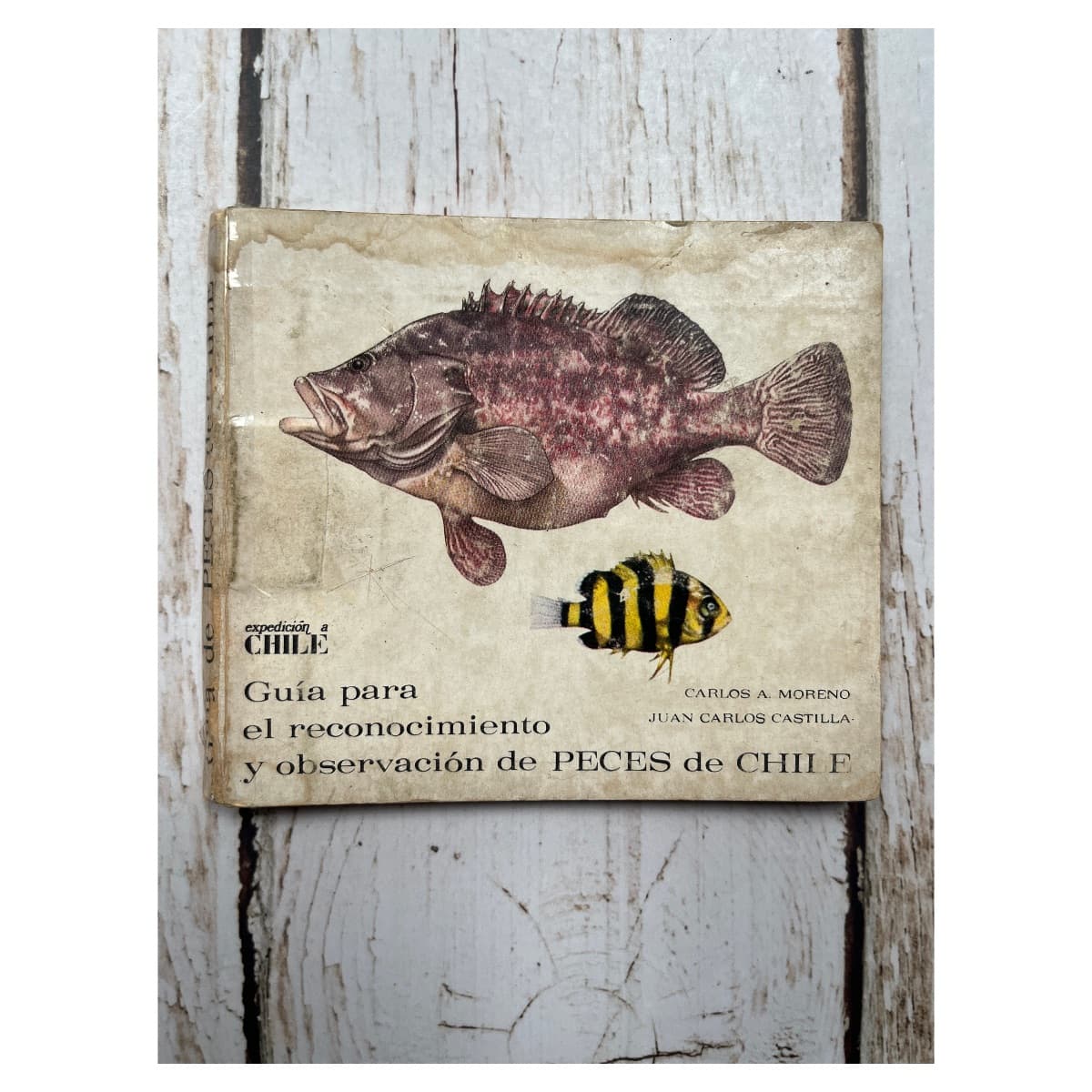 GUÍA PARA EL RECONOCIMIENTO Y OBSERVACIÓN DE PECES DE CHILE — Carlos A. moreno / Juan Carlos Castilla, libro usado